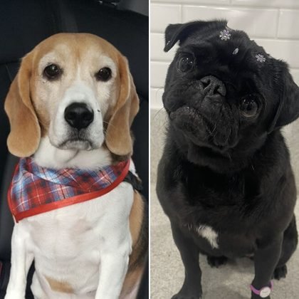 Beagle e pug, pets da Claudia